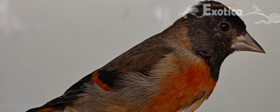 Spinus cucullata x Acanthis flammea