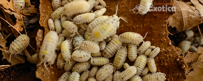 Porcellio granulatum