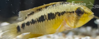 Apistogramma sp. D24