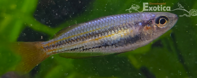 Melanotaenia maccullochi