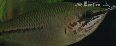 Sphaerichthys acrostoma