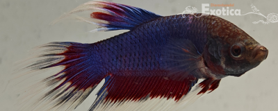betta splendens man