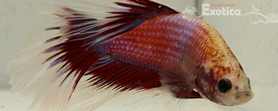 betta splendens man
