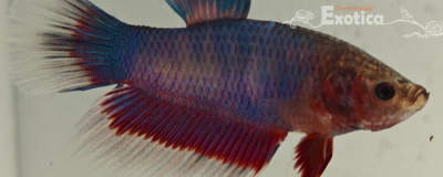 betta splendens man
