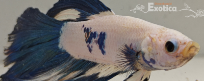 betta splendens man