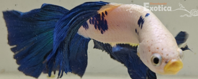 betta splendens man