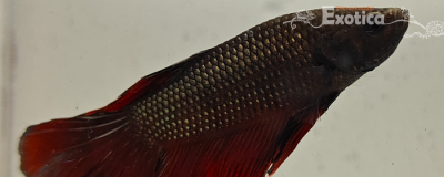 betta splendens man
