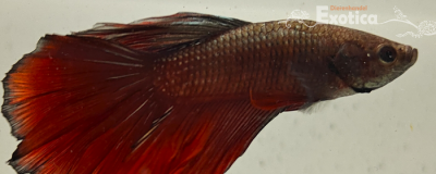 betta splendens man