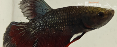 betta splendens man