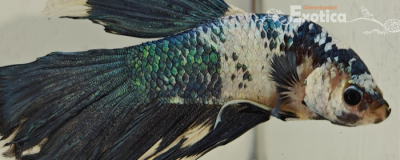 betta splendens man