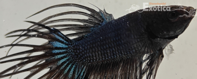 betta splendens man
