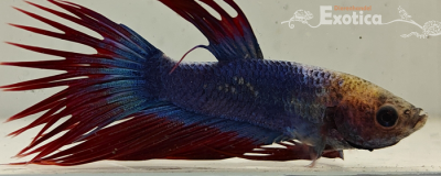 betta splendens man