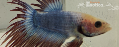 betta splendens man