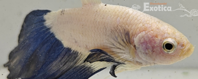 betta splendens man