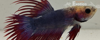betta splendens man
