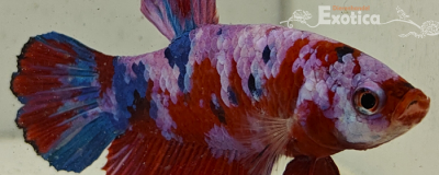 betta splendens man
