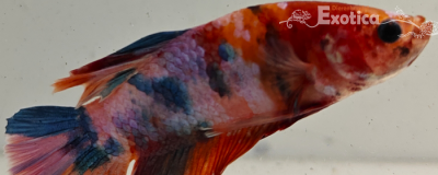 betta splendens man