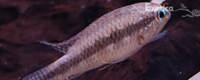 Apistogramma lineata