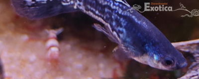 guppy (man) Metal black lace