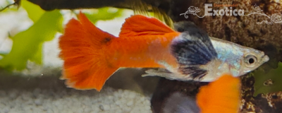 lebistes reticulata (red big ear)