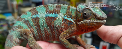 Furcifer Pardalis (Amilobe red) man