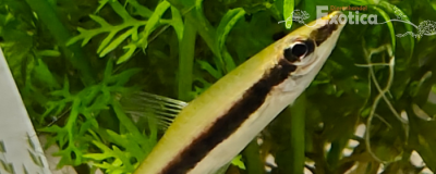 Nannostomus unifasciatus