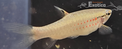 Pyrrhulina obermulleri