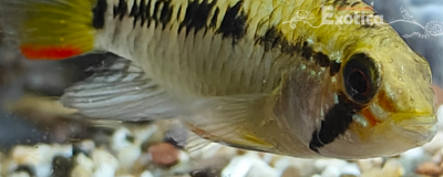 Apistogramma sp. D24