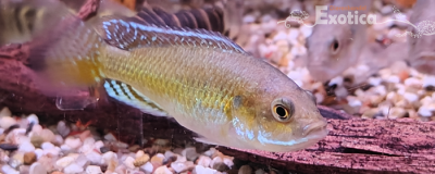 pseudocrenilabris sp. ruaha