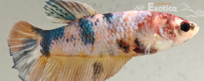 betta splendens (vrouw) giant