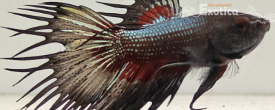 betta splendens man