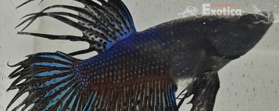 betta splendens man