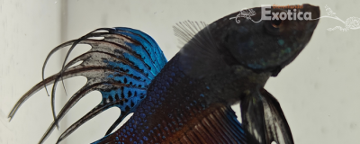 betta splendens man
