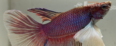 betta splendens man