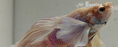 betta splendens man