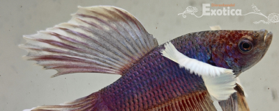 betta splendens man