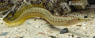 macrognathus pancalus