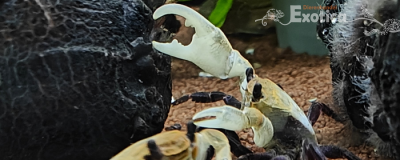 Lepidothelphusa padawan