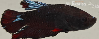 betta splendens man