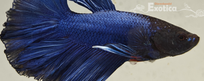 betta splendens man
