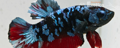 betta splendens man