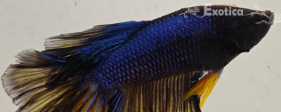 betta splendens man