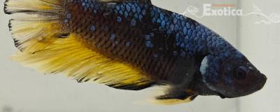 betta splendens man