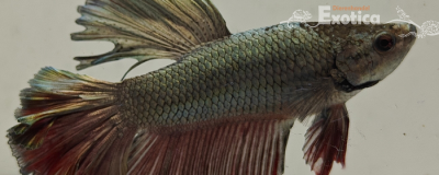 betta splendens man