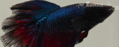 betta splendens man