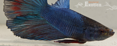 betta splendens man