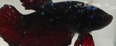 betta splendens man