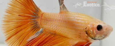 betta splendens man