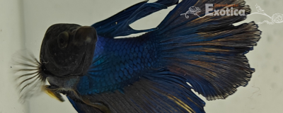 betta splendens man
