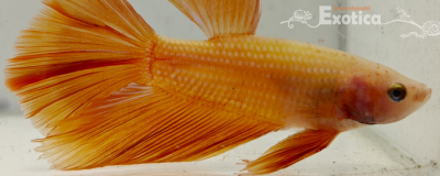 betta splendens man